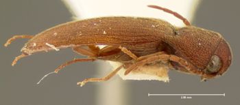 Media type: image;   Entomology 2369 Aspect: habitus lateral view